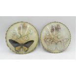 Two vintage butterfly vignettes under domed glass showing a Tortoiseshell with a Borneo Birdwing and