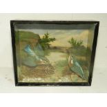 An Edwardian taxidermy of two kingfishers in a naturalistic setting - length 35cm, depth 11cm,