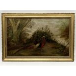 A turn of the century oil on canvas of a Chinese Pheasant in naturalistic setting, in modern frame -