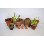 A quantity of terracotta garden pots along with a rhubarb forcer A/F