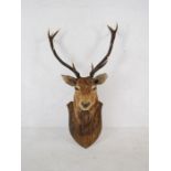 A taxidermy stag head mounted on a shield plaque - total length 66cm, height 126cm