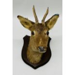 A taxidermy deer's head on shield shaped mount