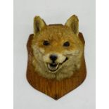 A taxidermy fox head, on oak shield shaped mount