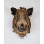 A taxidermy boar's head