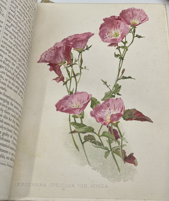 Robinson (William) Editor, Flora and Sylva, 3 volumes, London, 1903-05, 66 colour plates, top - Bild 7 aus 11