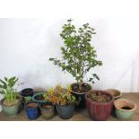 An assortment of twelve glazed garden pots