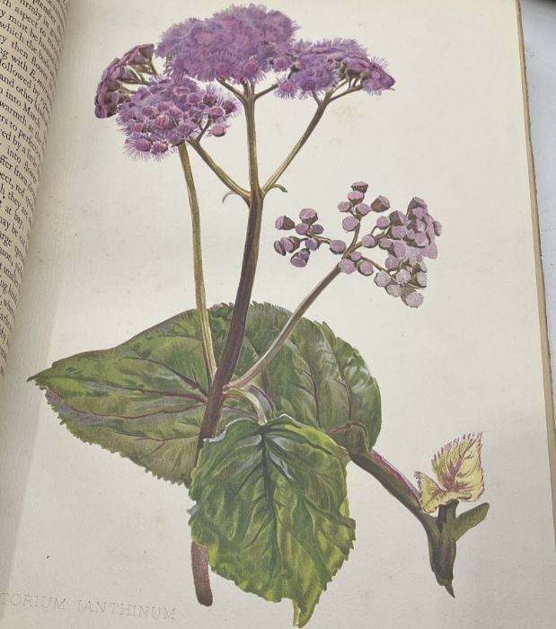 Robinson (William) Editor, Flora and Sylva, 3 volumes, London, 1903-05, 66 colour plates, top - Bild 5 aus 11