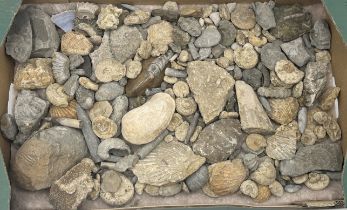 A collection of various fossils including ammonites, belemnites etc