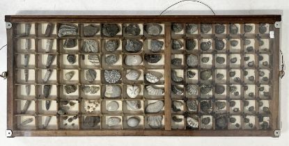 A wall hung wooden display case containing numerous geological samples and fossils including