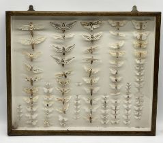 A cased collection of various moths, lepidopterology interest, includes numerous hawk moths