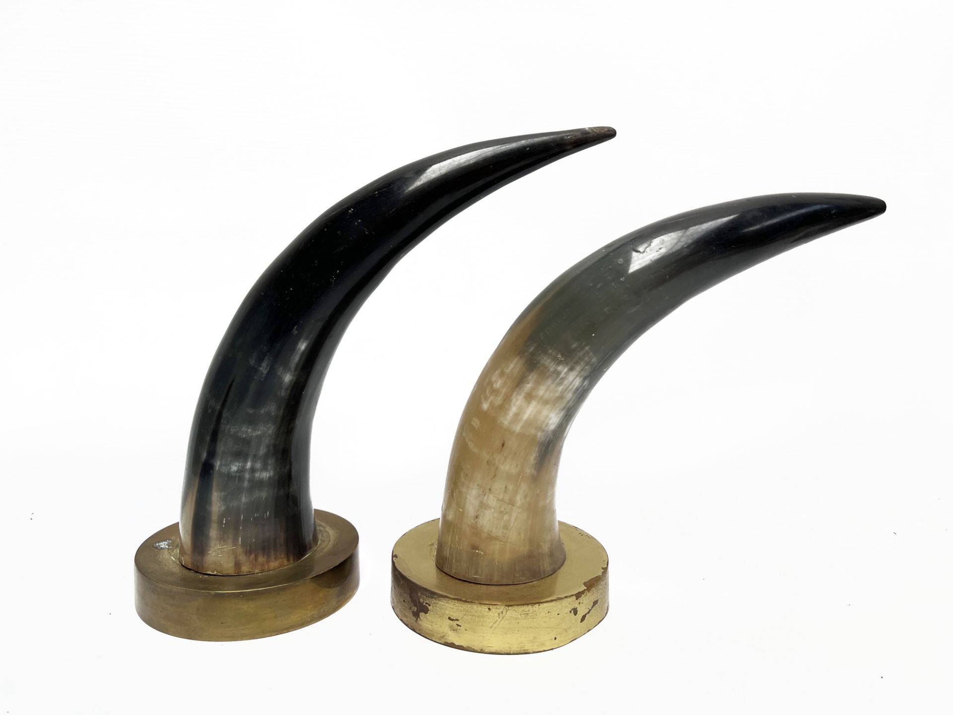 2 buffalo hornsOn gold metal basesH. of the largest: 26 cm.