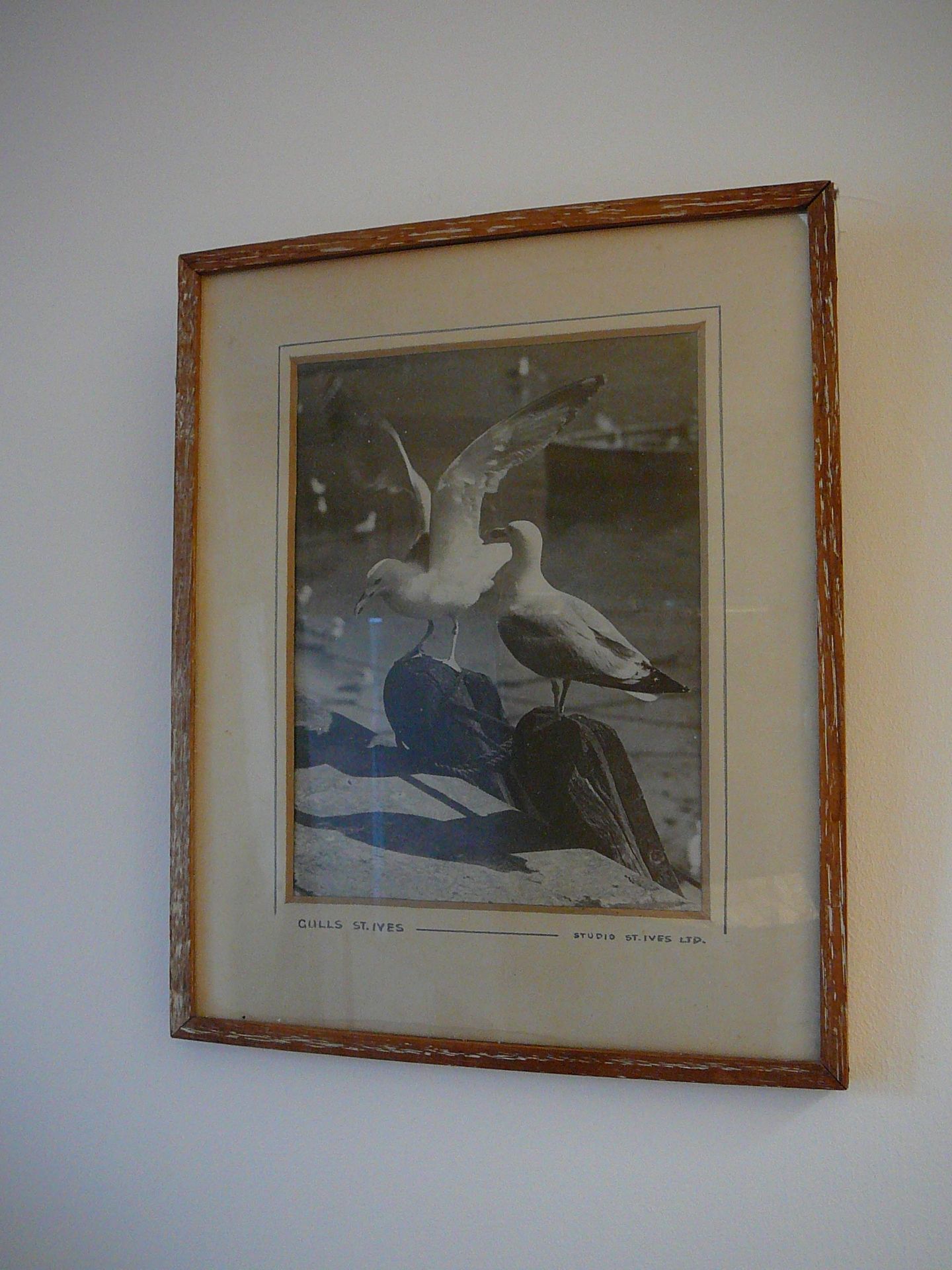 20th century framed photo of seagulls