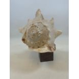 A large Queen helmet conch seashell on marble plinth. H:30cm