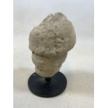 Fossilised giant land snail mounted on metal base. Height 23 cm.