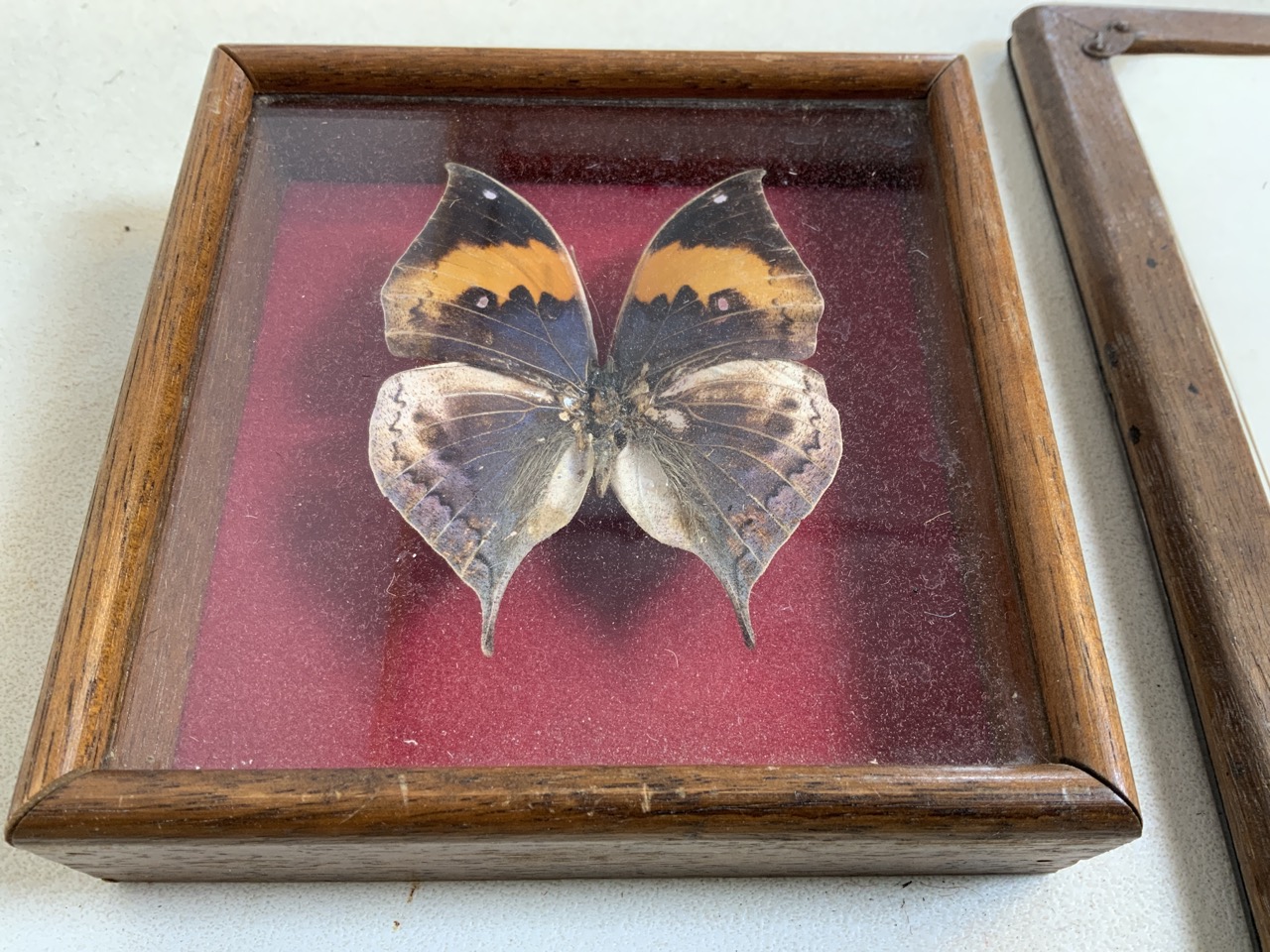 A silver hallmarked frame also with a oak framed butterfly. W:22cm x H:15.5cm - Image 5 of 6