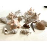 A Collection of sea shells to include Chicoreus, Cypraea Tigris, Lambis, Turritella communis and