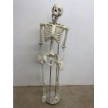 A plastic skeleton which measuring approximately 152cm or 5 foot on metal stand.