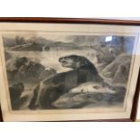 Edwin Landseer (1802 - 1873). Otter and salmon. Published July 27th, 1847 by F.G.Moon. A large black