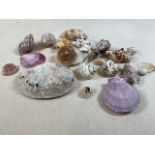 A Collection of sea shells.