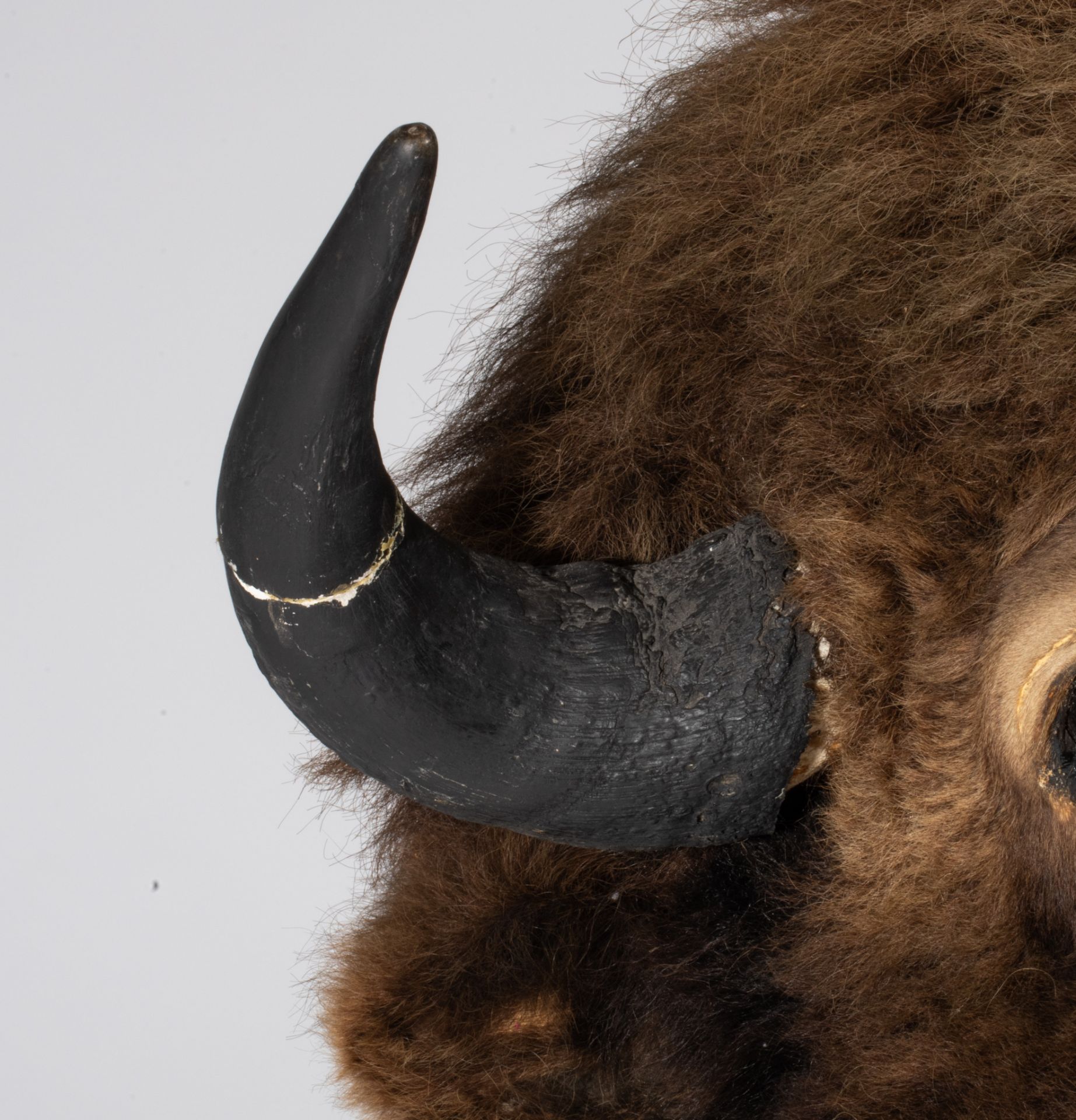 A taxidermic head of an American bison, H 90 cm - Image 9 of 9