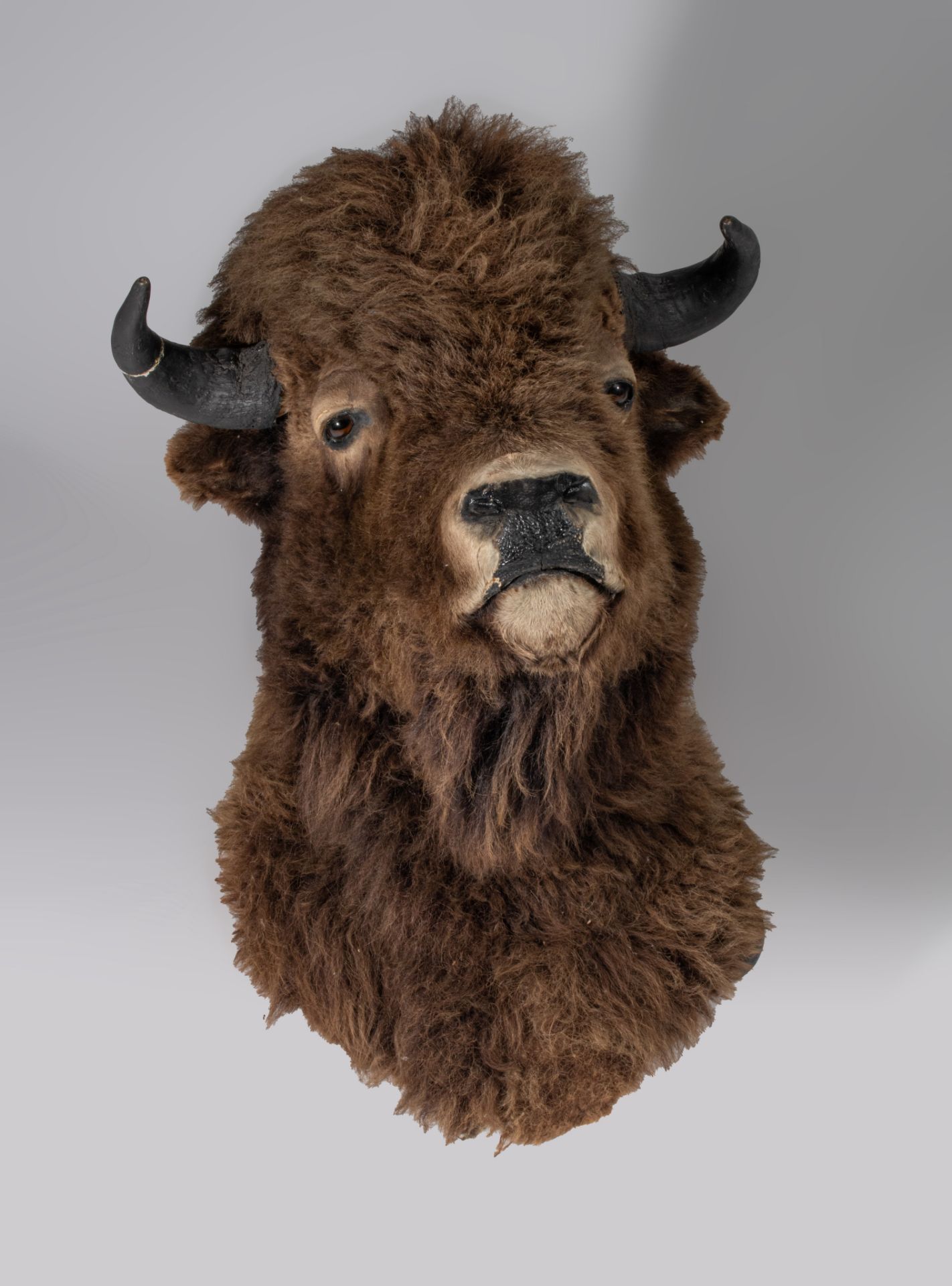 A taxidermic head of an American bison, H 90 cm - Image 2 of 9