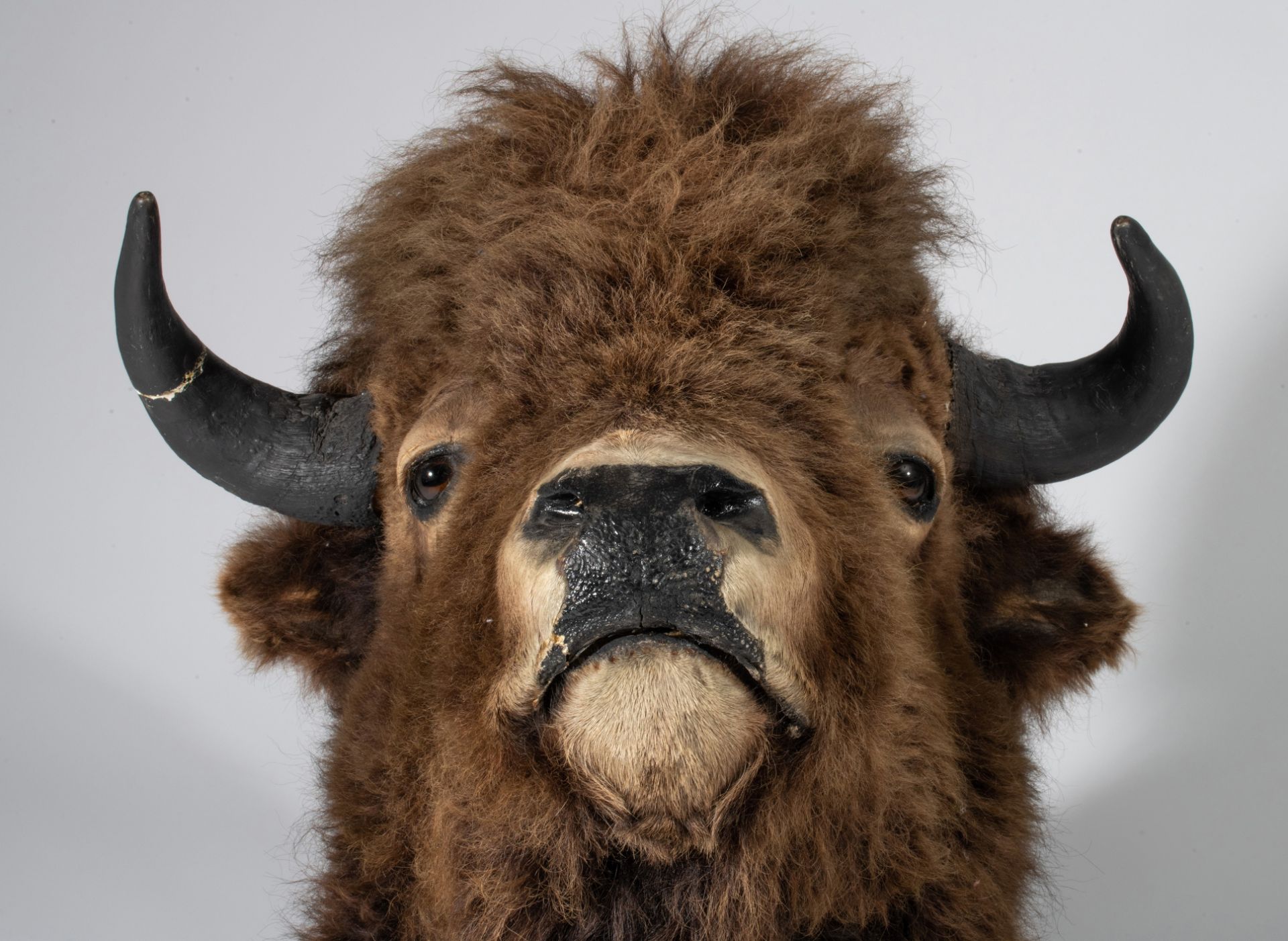 A taxidermic head of an American bison, H 90 cm - Image 8 of 9