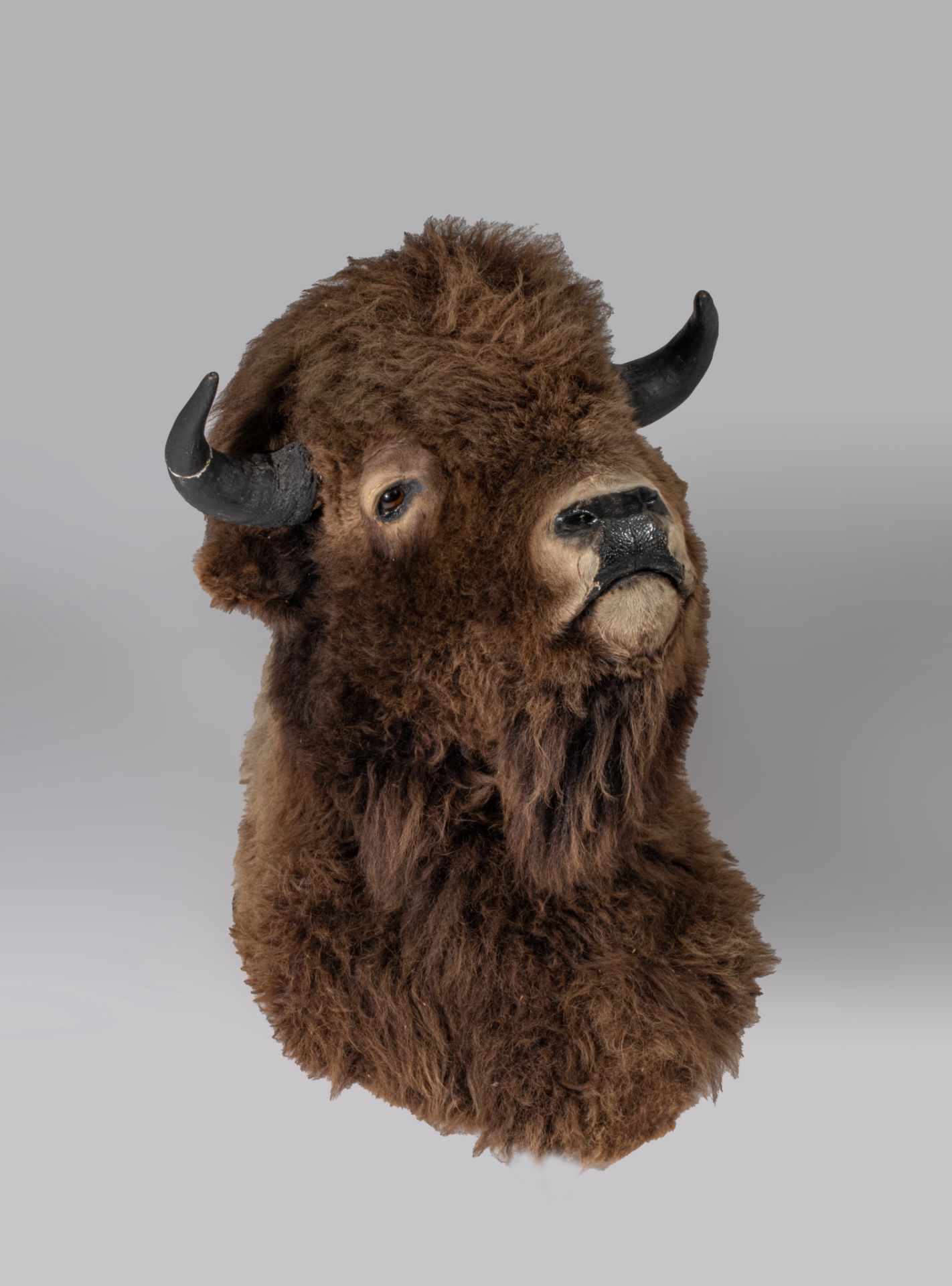 A taxidermic head of an American bison, H 90 cm - Image 3 of 9