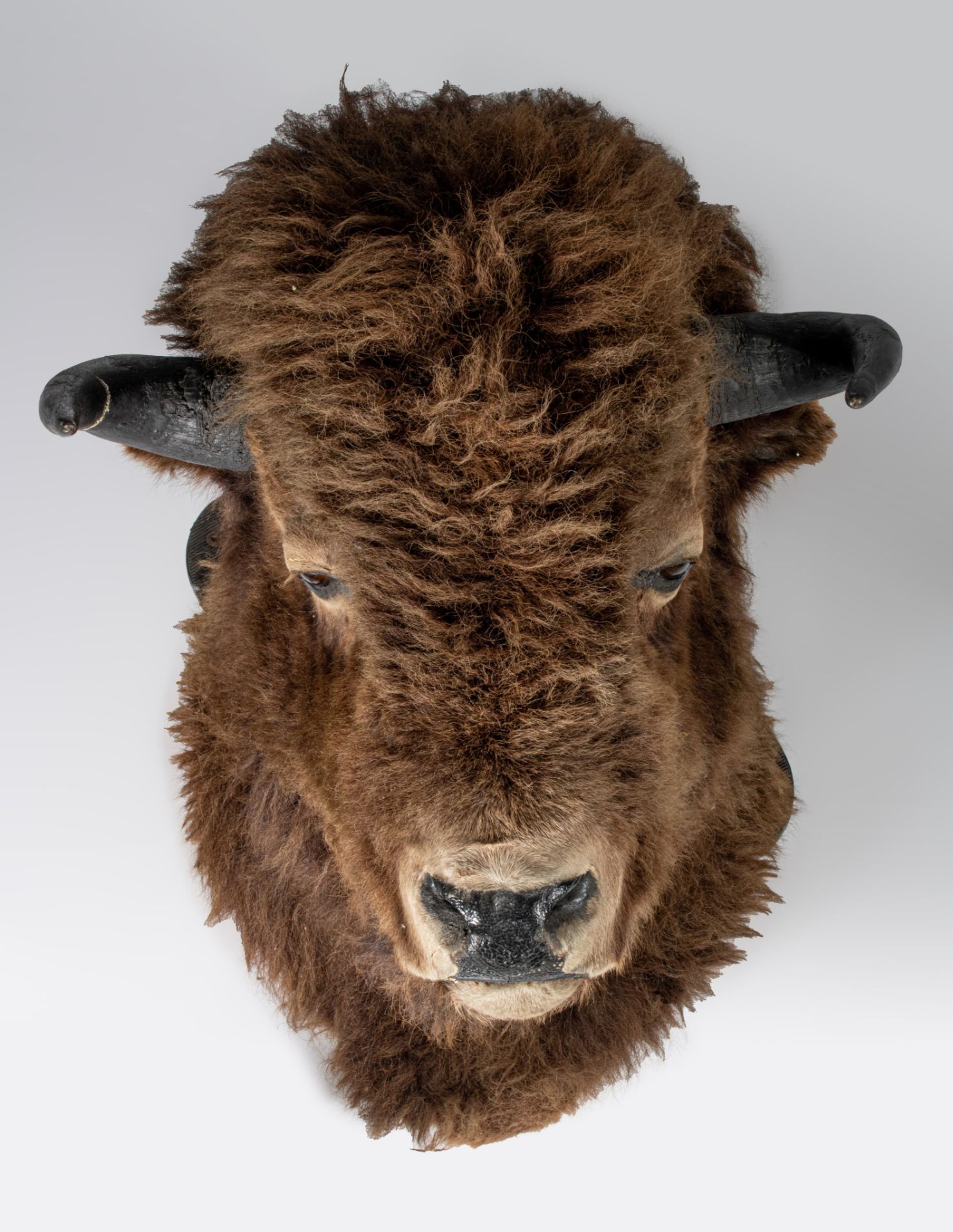 A taxidermic head of an American bison, H 90 cm - Image 4 of 9