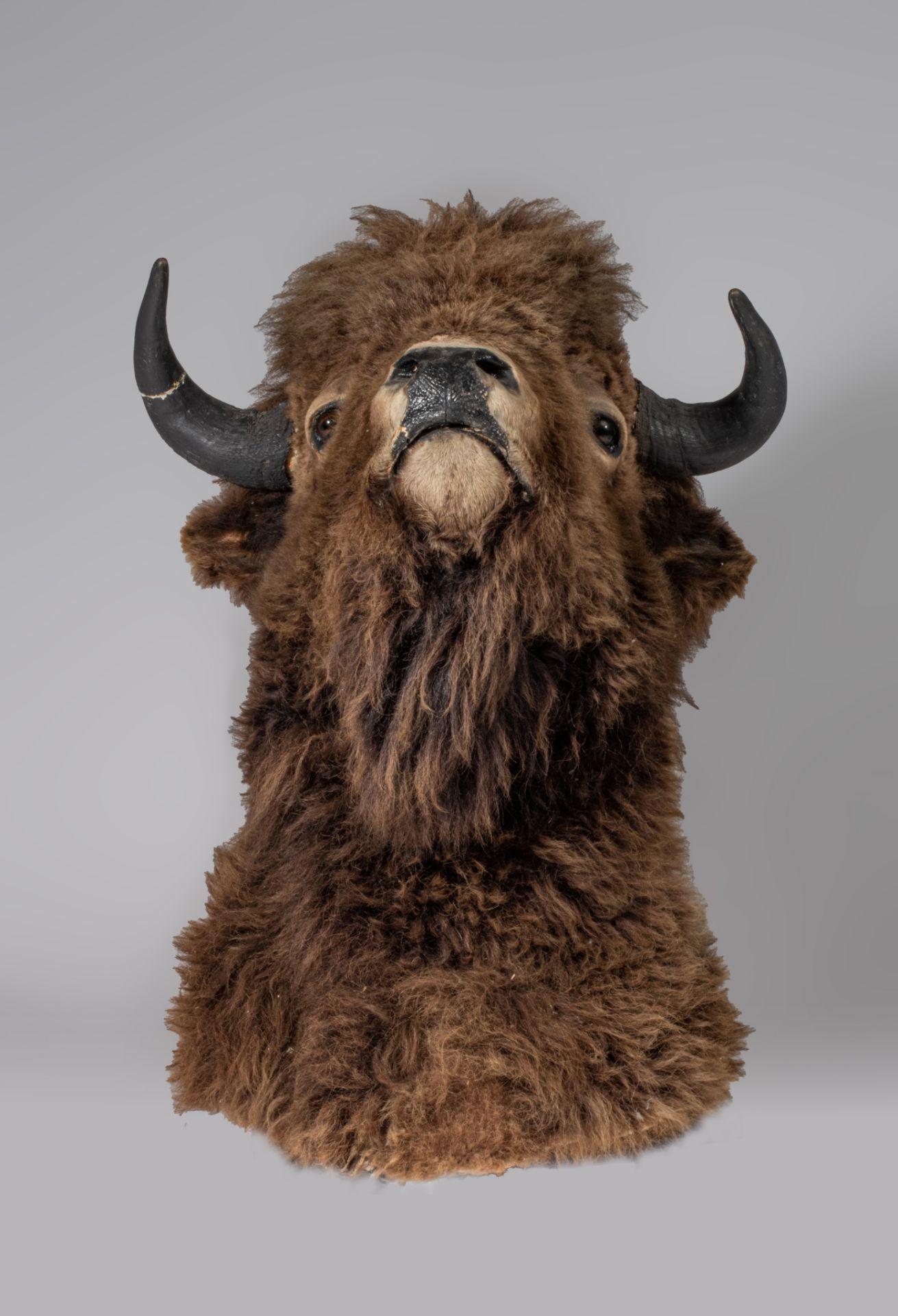 A taxidermic head of an American bison, H 90 cm - Image 6 of 9