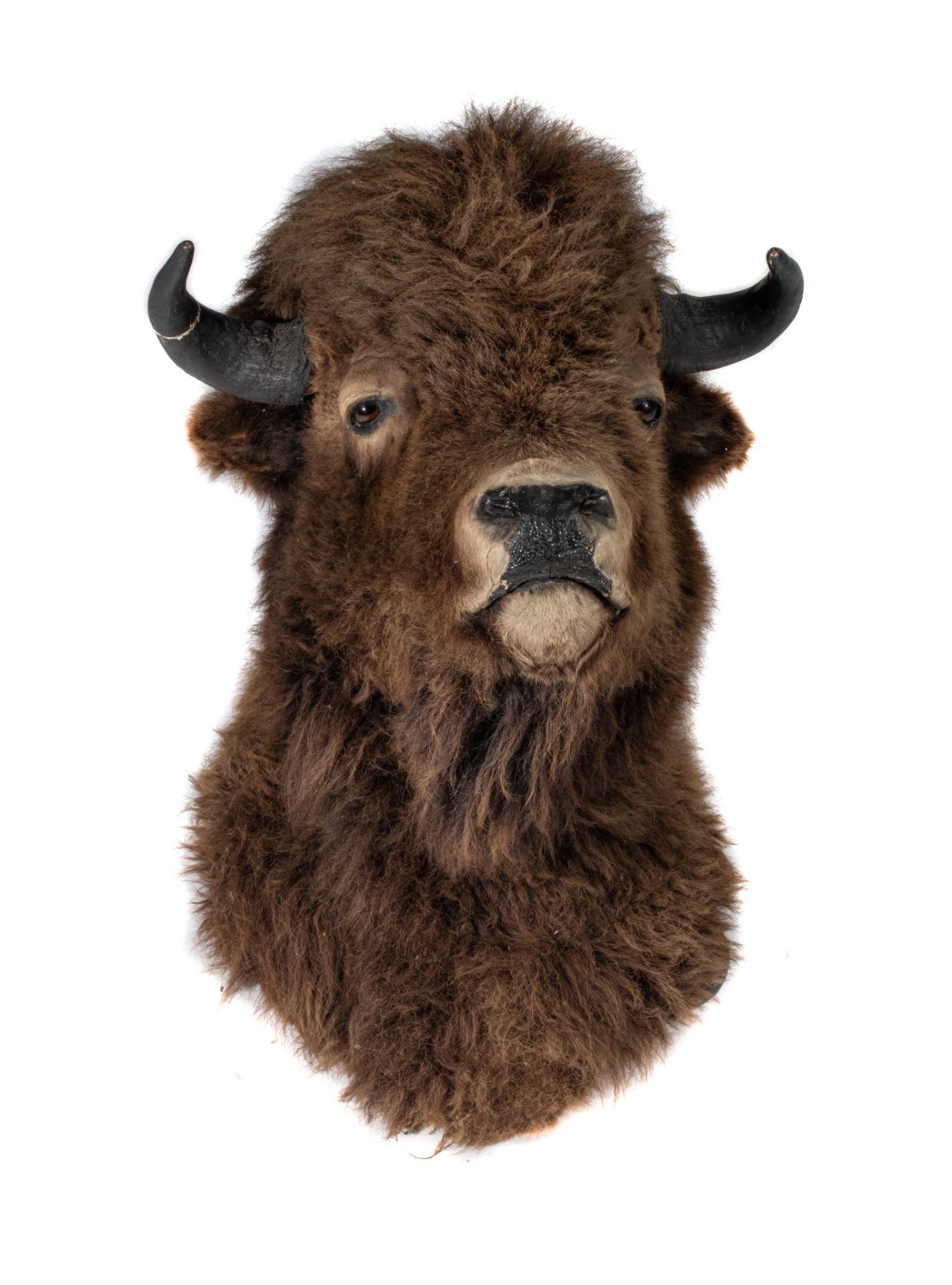A taxidermic head of an American bison, H 90 cm