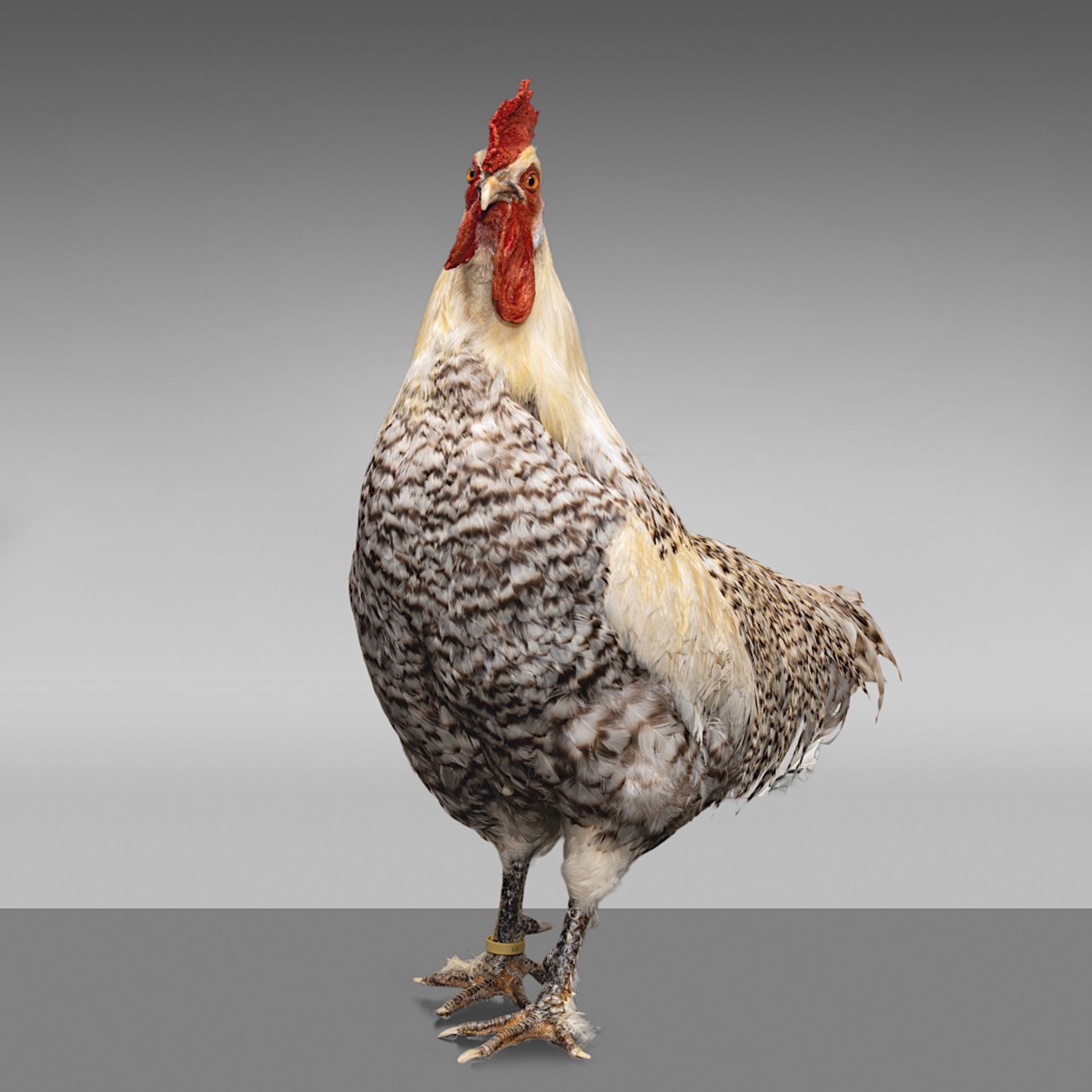 Koen Vanmechelen (1965), 'Mechelse Koekoek x Poulet de Bresse', 2003, taxidermy, H 57 cm - Bild 24 aus 29