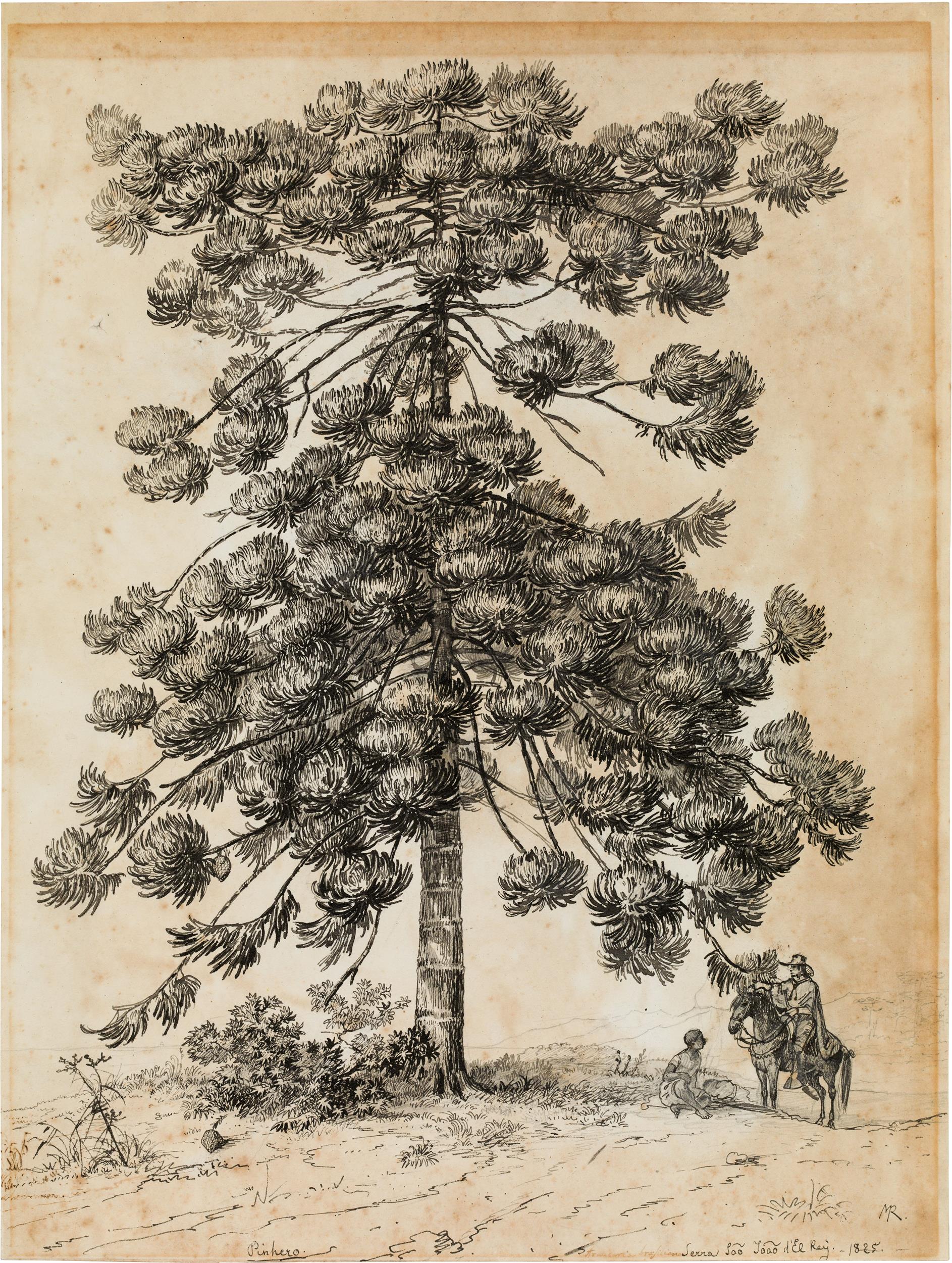 Johann Moritz Rugendas: Mixed lot 2 pieces: Pinhero - Araucaria brasiliano (Brazil pine) - Image 3 of 3