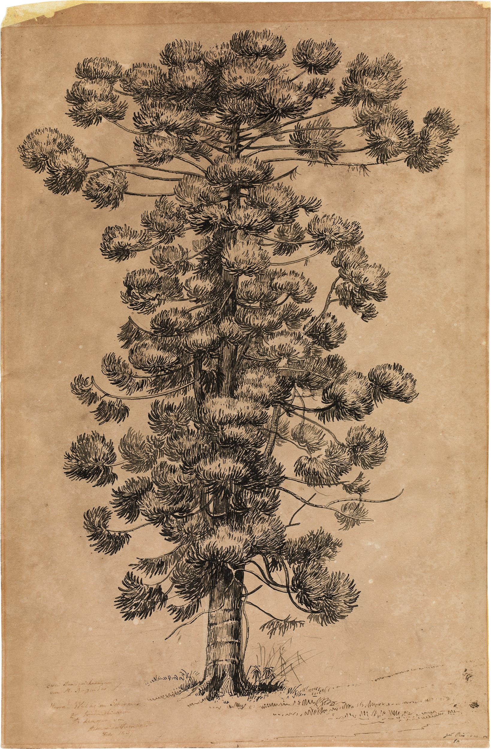 Johann Moritz Rugendas: Mixed lot 2 pieces: Pinhero - Araucaria brasiliano (Brazil pine) - Image 2 of 3