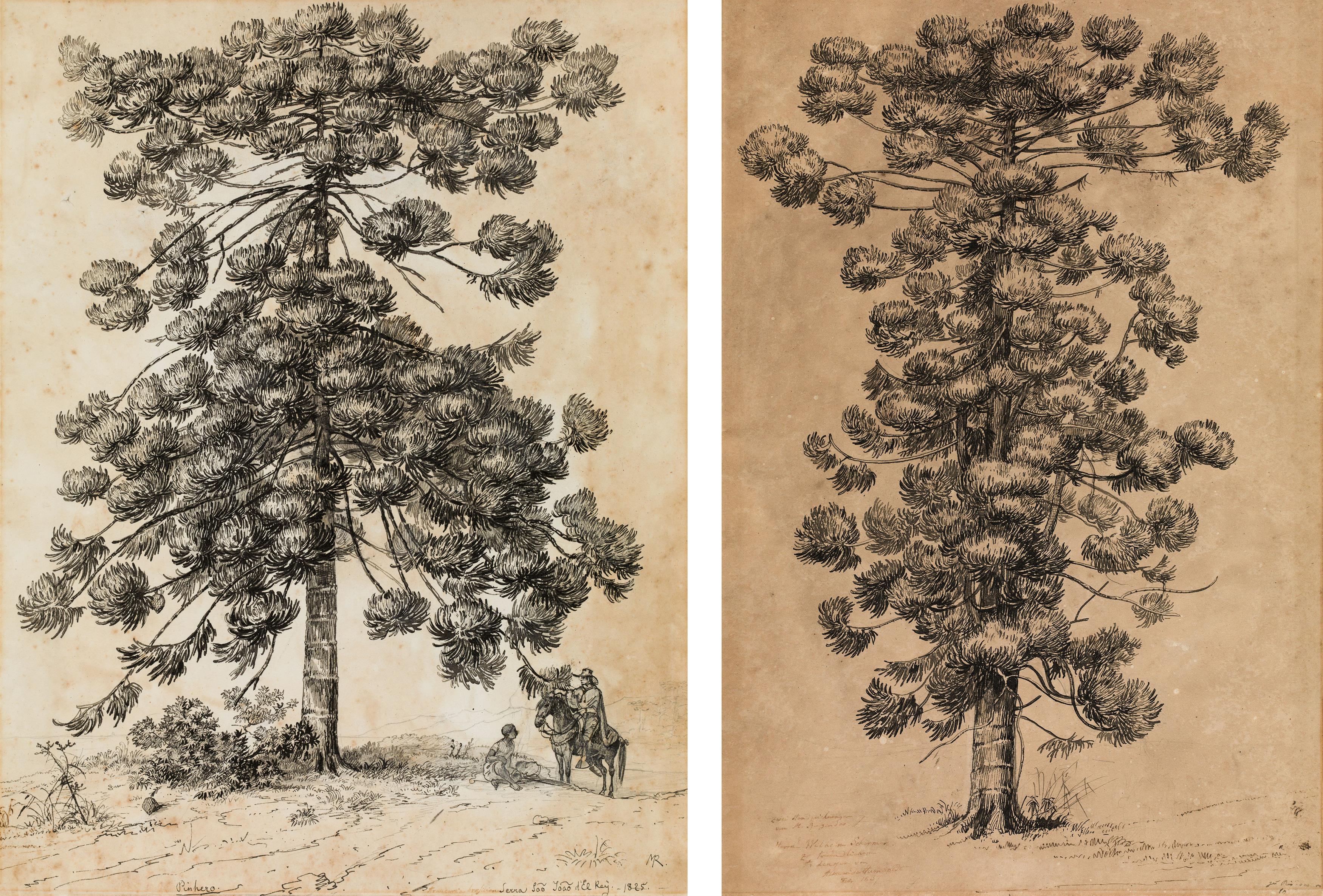 Johann Moritz Rugendas: Mixed lot 2 pieces: Pinhero - Araucaria brasiliano (Brazil pine)