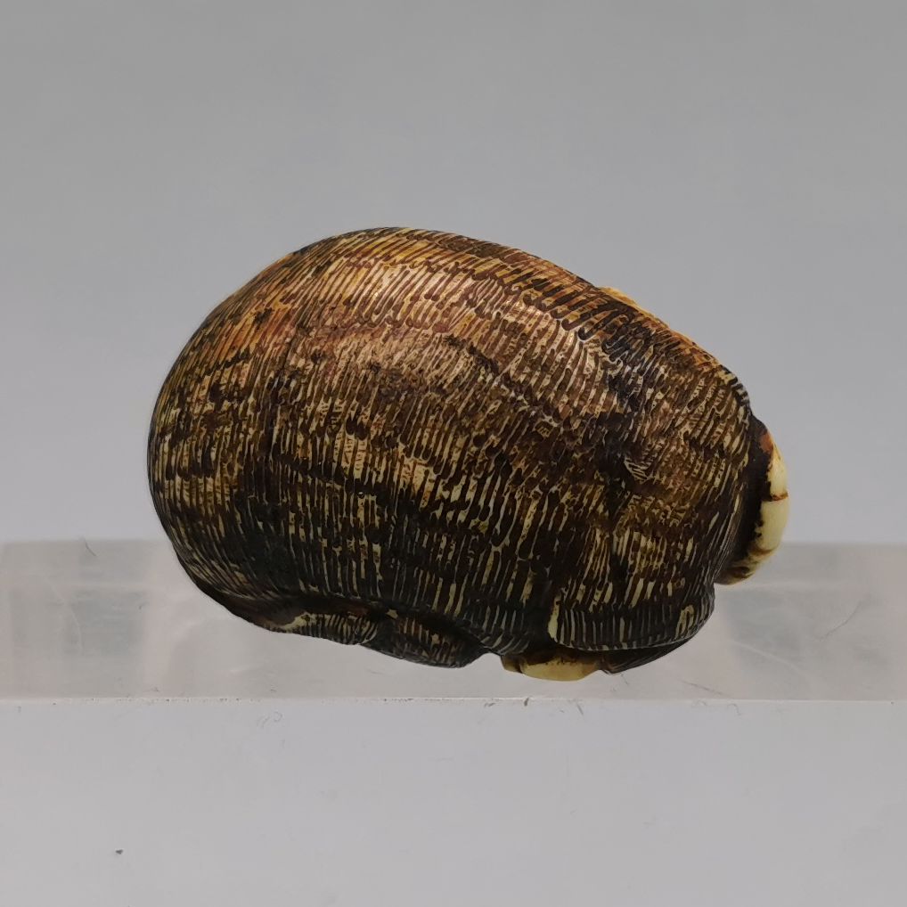 NETSUKE: LYING BUFFALO - Image 3 of 7