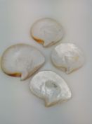 4 MUSCHELSCHALEN