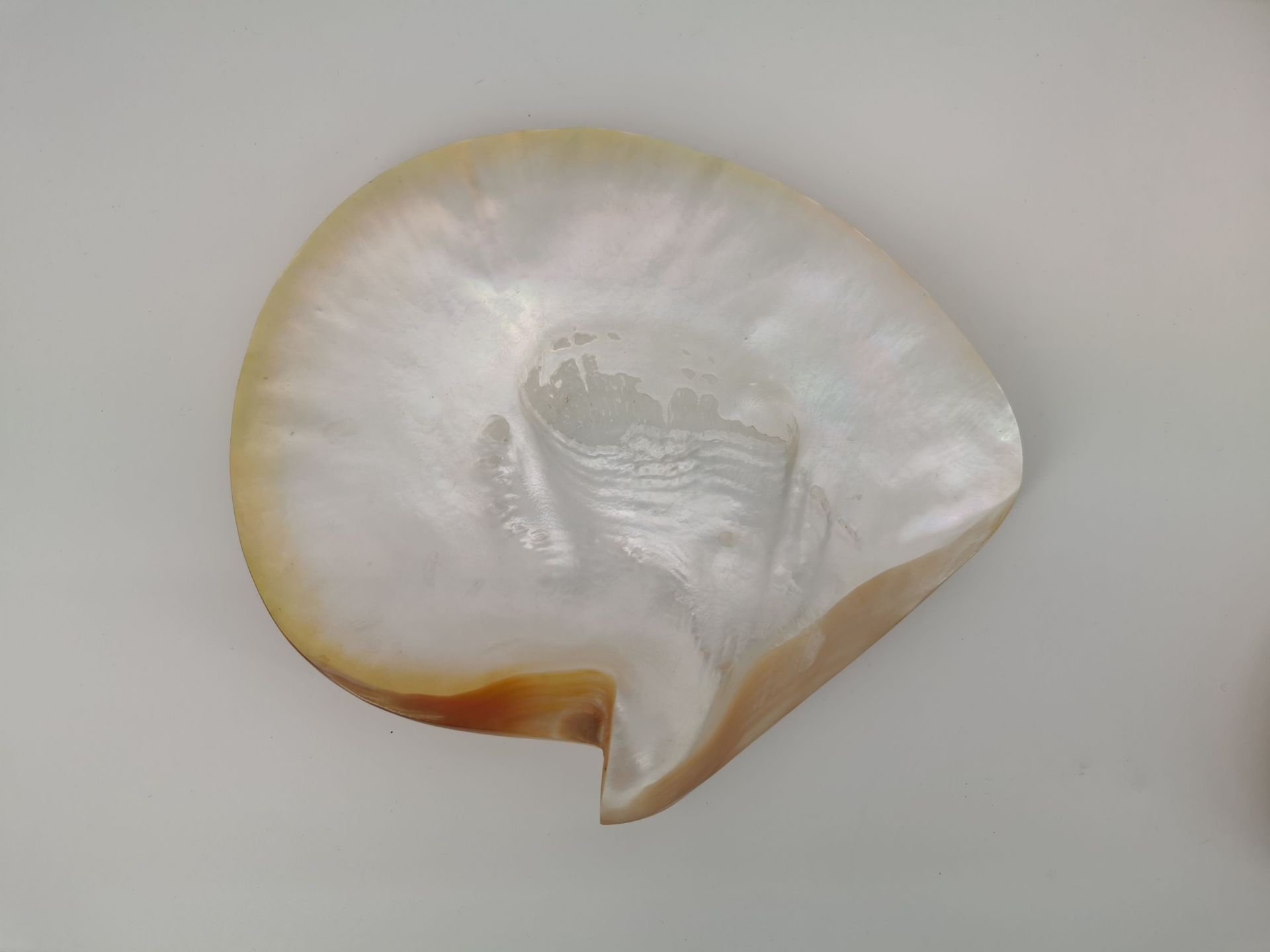4 CLAM SHELLS - Image 2 of 3