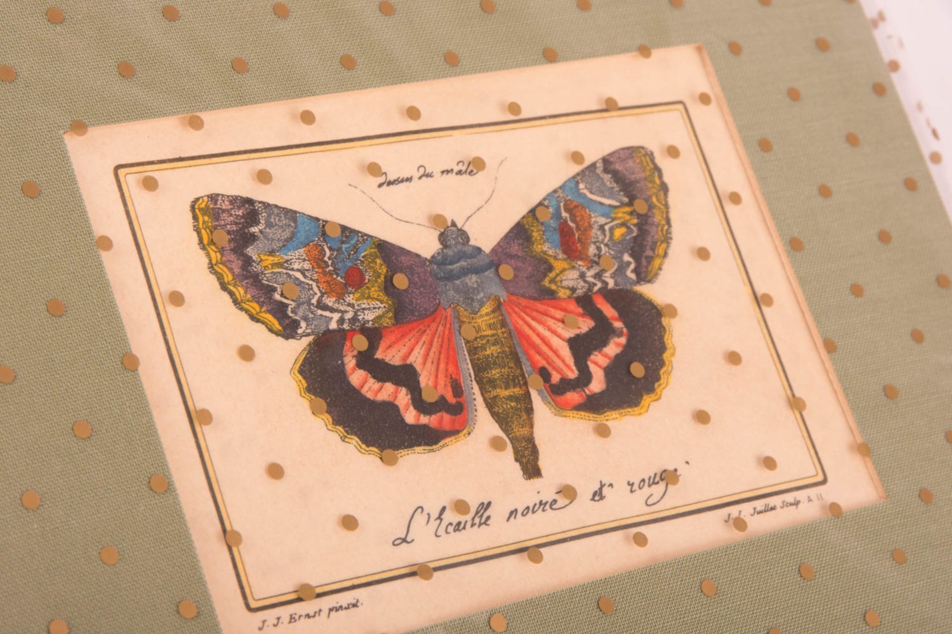 J. J. Juillet, four colored butterfly prints in passe-partout. - Image 5 of 7