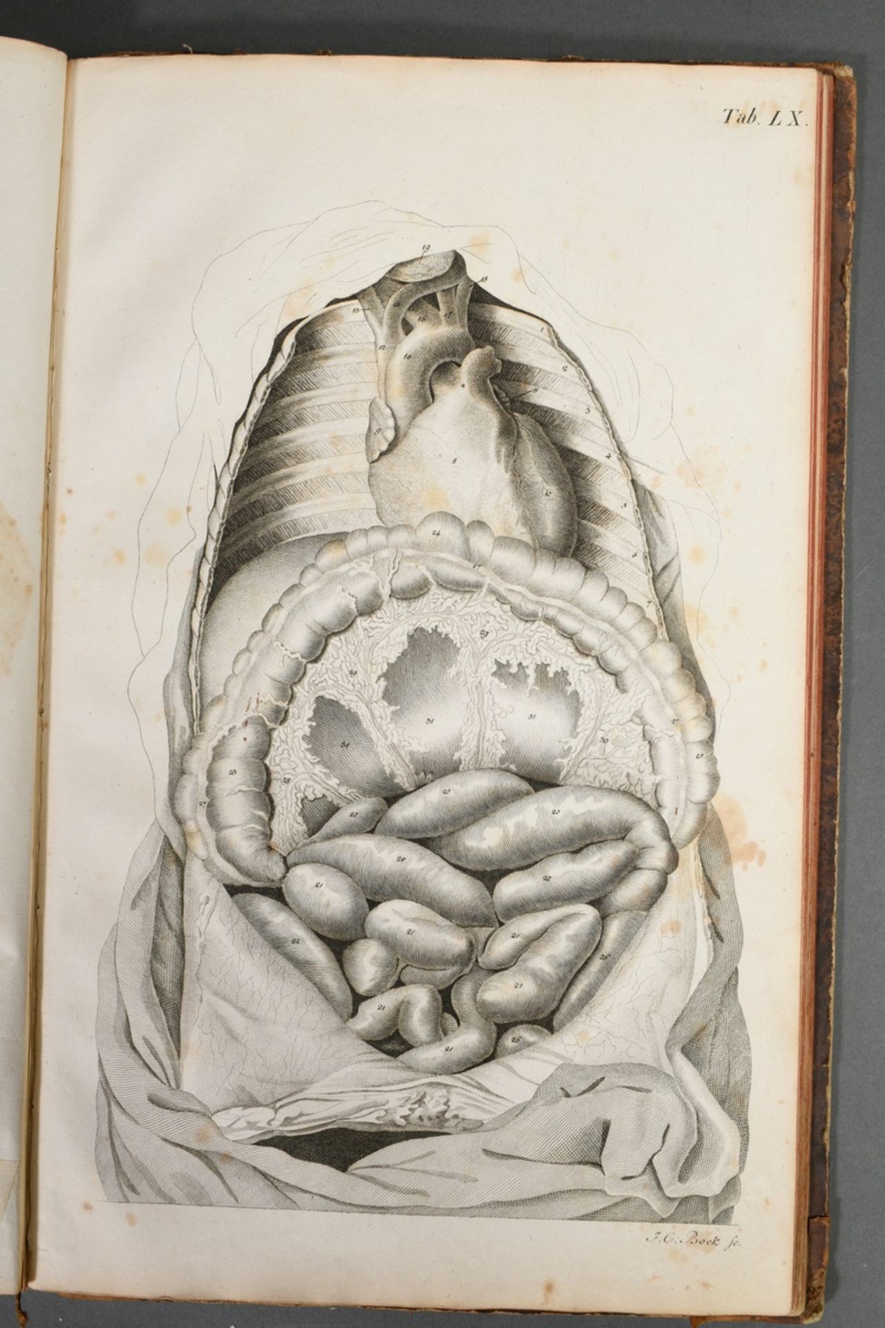 2 volumes Justus Christian von Loder "Tabularum Anatomicarum/ Volumen I und II" 1803, half-leather  - Image 7 of 8