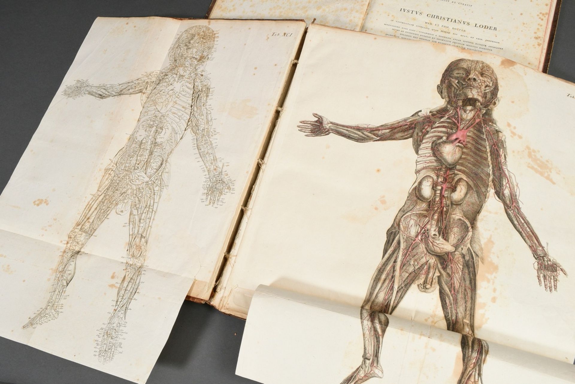 2 Bände Justus Christian von Loder "Tabularum Anatomicarum/ Volumen I und II" 1803, Halbledereinban - Bild 5 aus 8