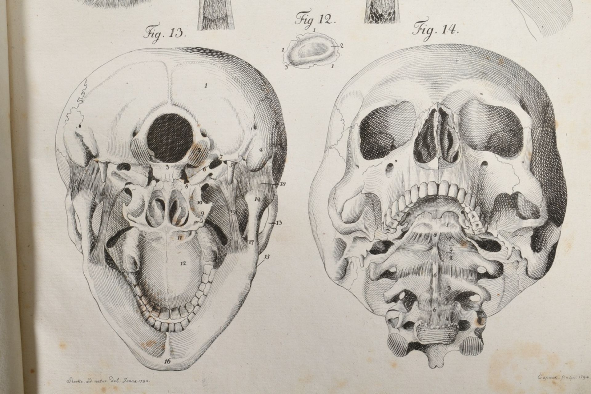 2 volumes Justus Christian von Loder "Tabularum Anatomicarum/ Volumen I und II" 1803, half-leather  - Image 8 of 8