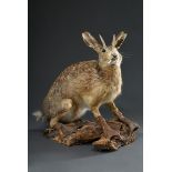 Wunderkammer Objekt "Wolpertinger": bayrisches Fabelwesen in Gestalt eines Hase mit Gänsefüßen, Reh