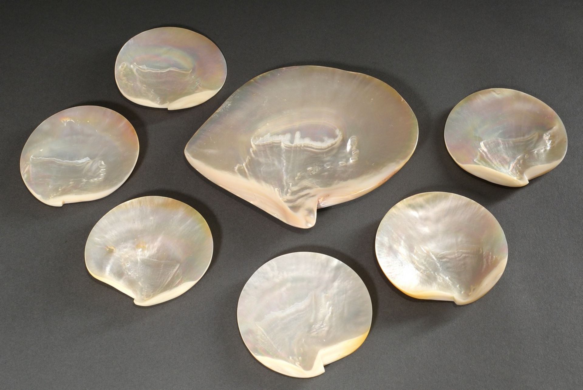 7 Various polished Marcassa shells, 12,5x12,5/21,5x24,5cm