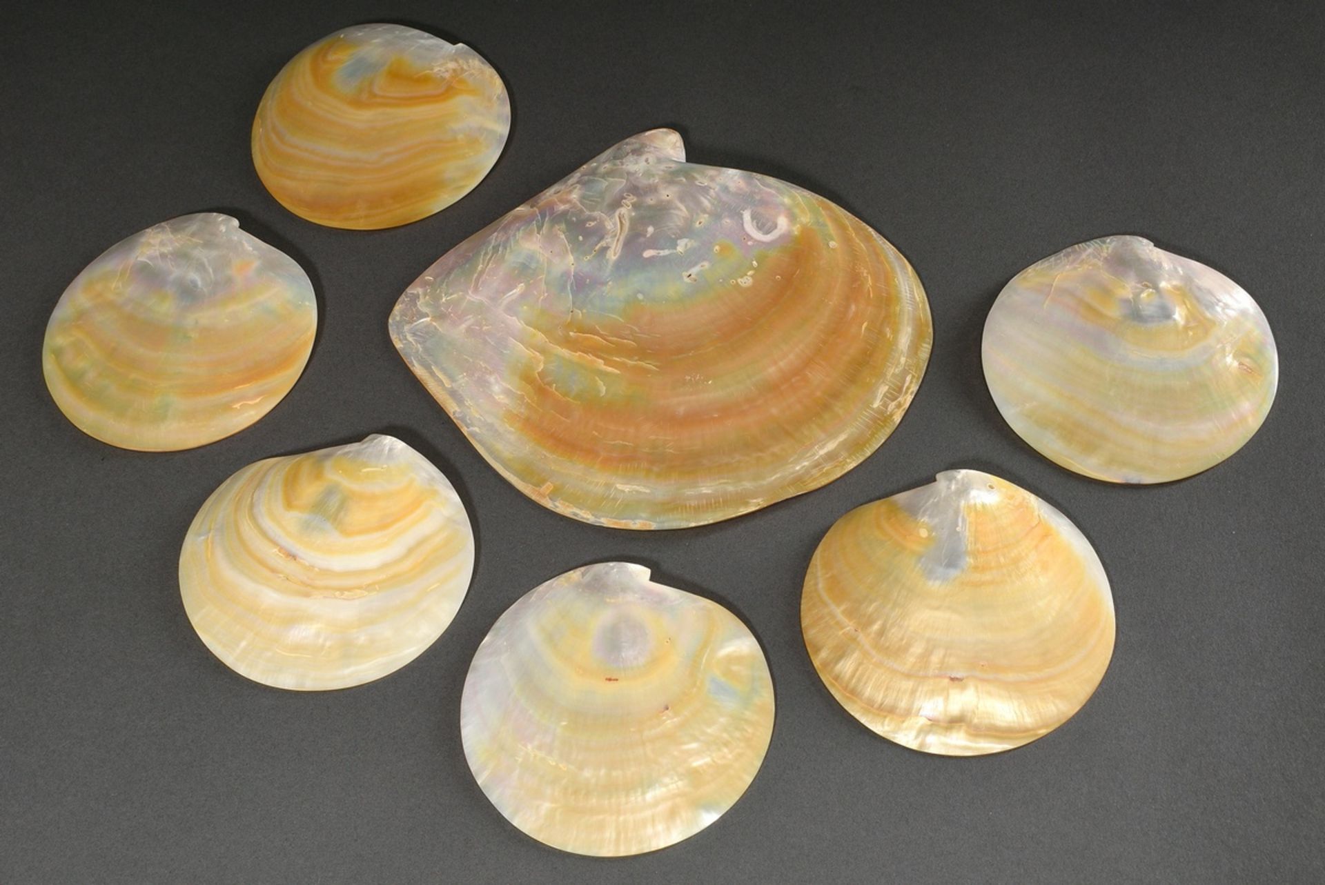 7 Various polished Marcassa shells, 12,5x12,5/21,5x24,5cm - Image 2 of 2