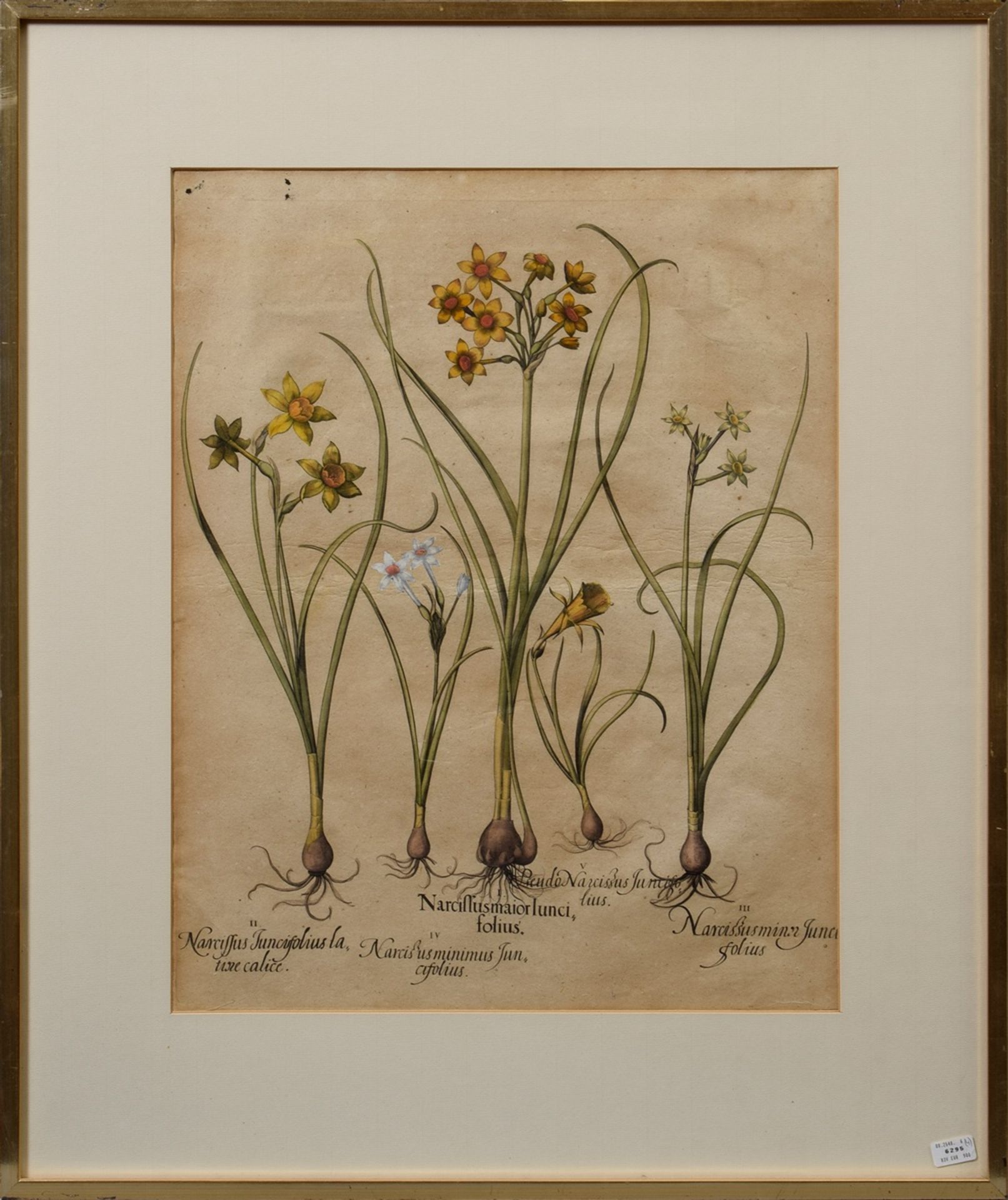 Besler, Basil (1561-1629) "Narcissus", coloured copper engraving, from "Hortus Eystettensis", 50x40 - Image 2 of 2