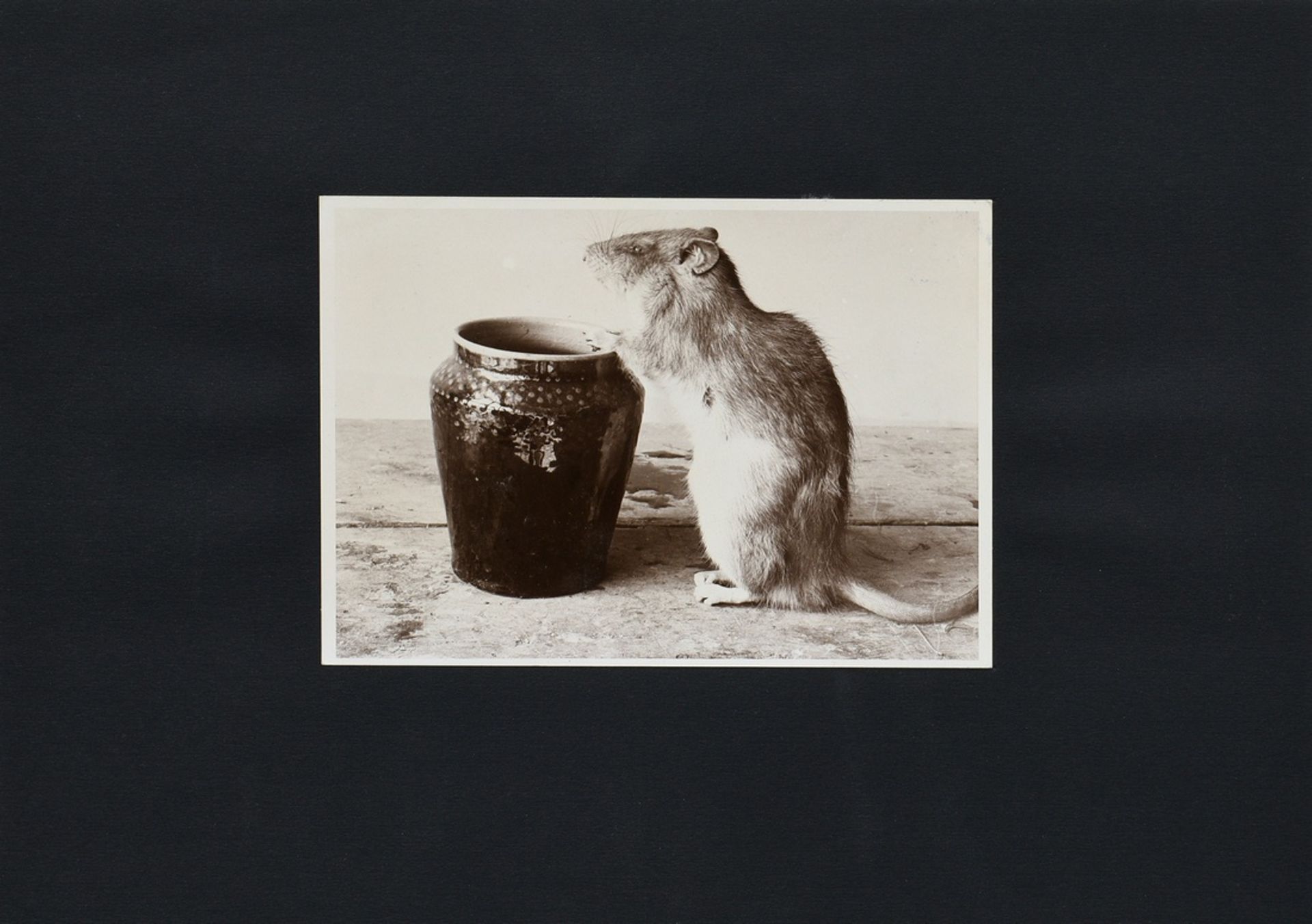 Renger-Patzsch, Albert (1897-1966) "Ratte mit Vase", Fotografie auf Karton montiert, verso bez. und - Bild 2 aus 3