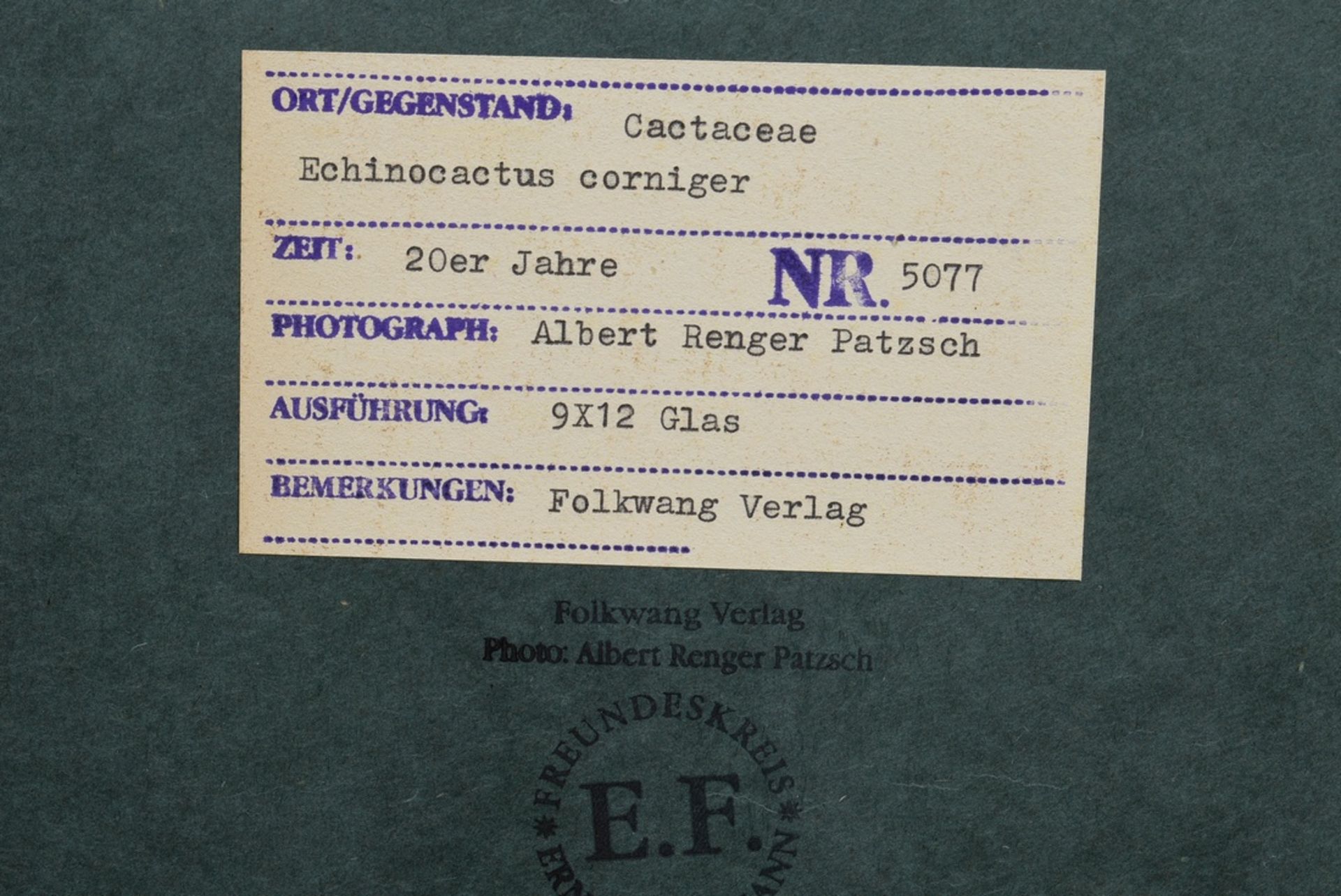 Renger-Patzsch, Albert (1897-1966) "Cactaceae Echinocactus corniger", Fotografie auf Karton montier - Bild 3 aus 3