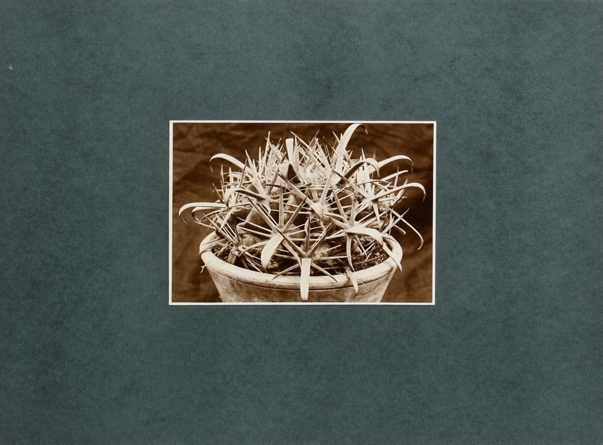 Renger-Patzsch, Albert (1897-1966) "Cactaceae Echinocactus corniger", Fotografie auf Karton montier - Bild 2 aus 3