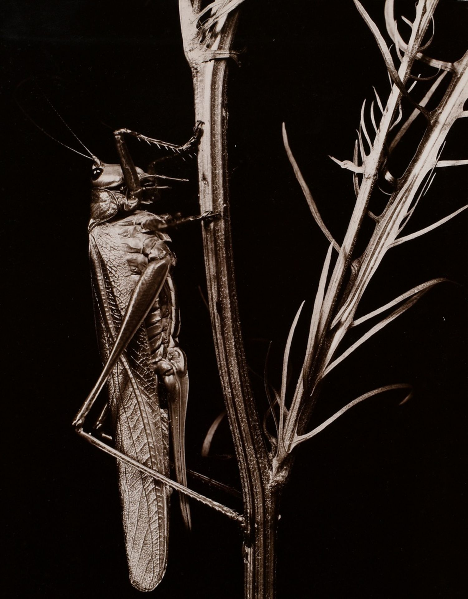 Koch, Fred (1904-1947) "Locusta viridissima", Fotografie auf Karton montiert, verso bez. und gestem