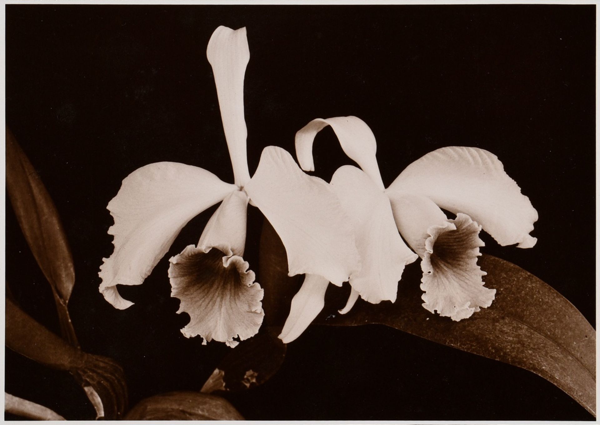 Koch, Fred (1904-1947) "Orchideen", Fotografie auf Karton montiert, verso bez. und gestempelt, Folk